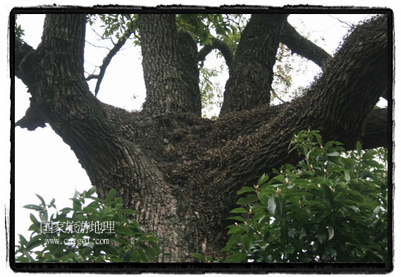 古樹中段孿生姊妹中間長(zhǎng)老毛 唐探峰攝
