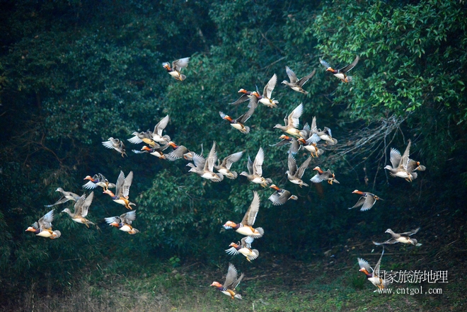 進(jìn)入初冬，大批野生鴛鴦陸續(xù)飛抵江西婺源縣賦春鎮(zhèn)鴛鴦湖越冬，小精靈們?cè)诤嫔匣蛳嗷ヒ蕾?、卿卿我我；或隨波逐流、嬉戲打鬧，悠閑自在生活在青山綠水之間，優(yōu)良的水域和豐富的湖畔闊葉林，為鴛鴦過冬提供良好生存環(huán)境，婺源鴛鴦湖已成為亞洲最大的野生鴛鴦越冬棲息地。（攝于12月4日下午）