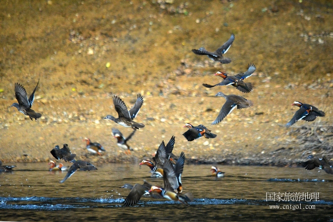 進(jìn)入初冬，大批野生鴛鴦陸續(xù)飛抵江西婺源縣賦春鎮(zhèn)鴛鴦湖越冬，小精靈們?cè)诤嫔匣蛳嗷ヒ蕾?、卿卿我我；或隨波逐流、嬉戲打鬧，悠閑自在生活在青山綠水之間，優(yōu)良的水域和豐富的湖畔闊葉林，為鴛鴦過冬提供良好生存環(huán)境，婺源鴛鴦湖已成為亞洲最大的野生鴛鴦越冬棲息地。（攝于12月4日下午）